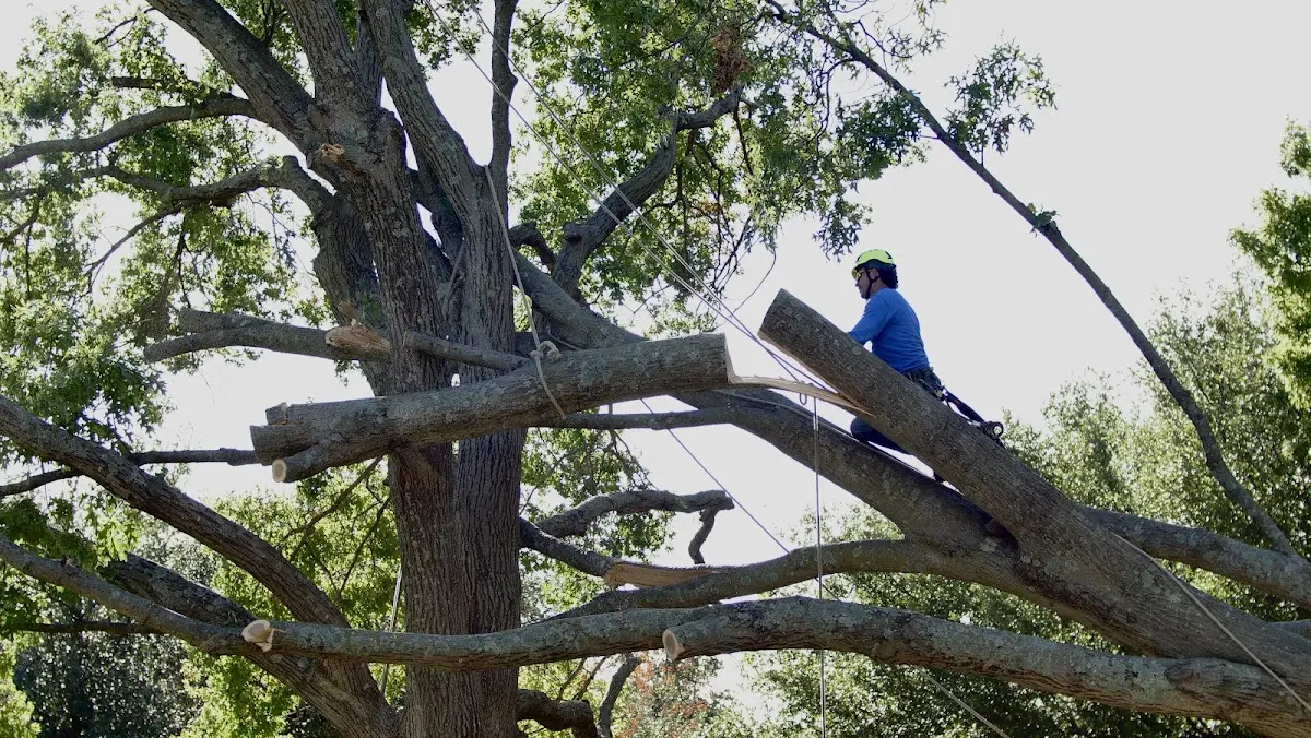 Professional Hazardous Tree Removal performed by certified arborists in Dougherty